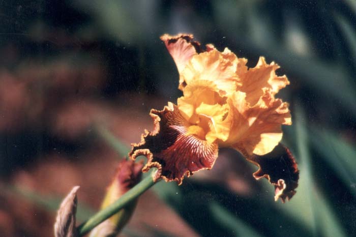 Iris bearded 'Dazzling Gold'