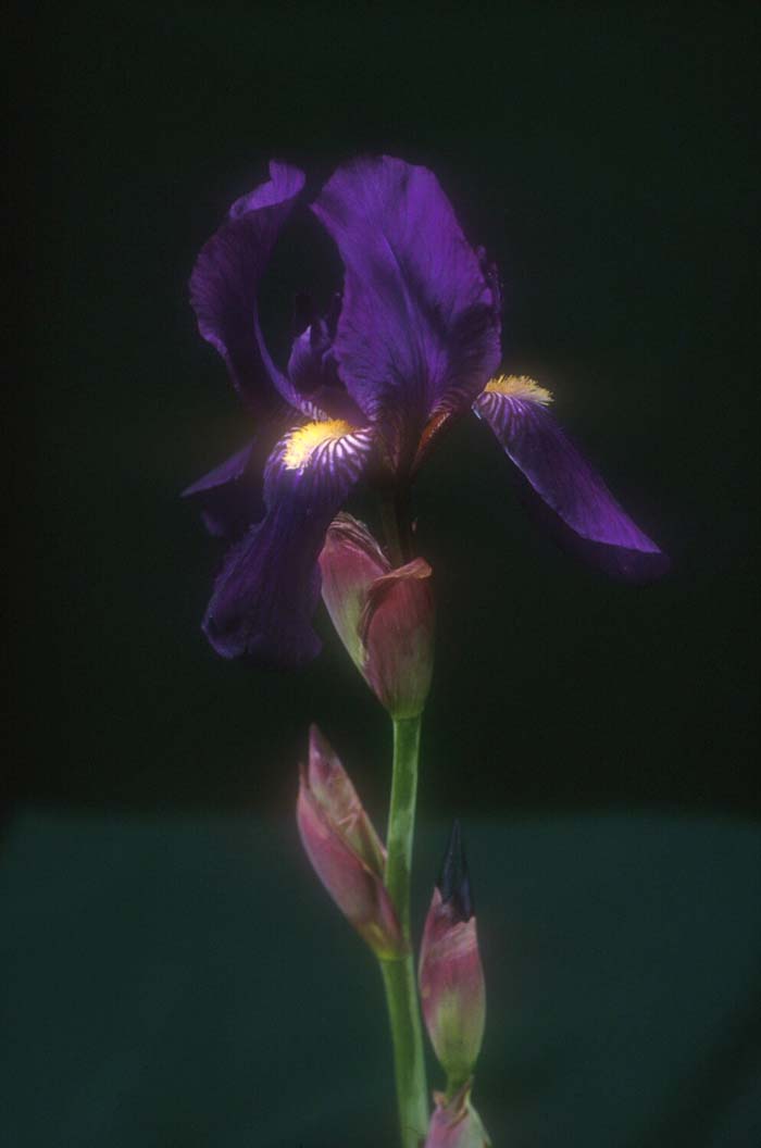 Iris bearded 'Grandma's Purple Flag'