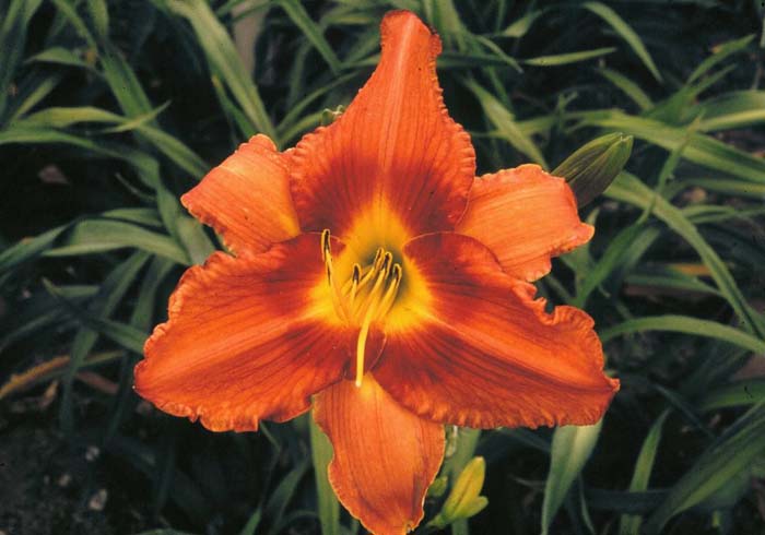 Plant photo of: Hemerocallis 'Gingerbread Man'