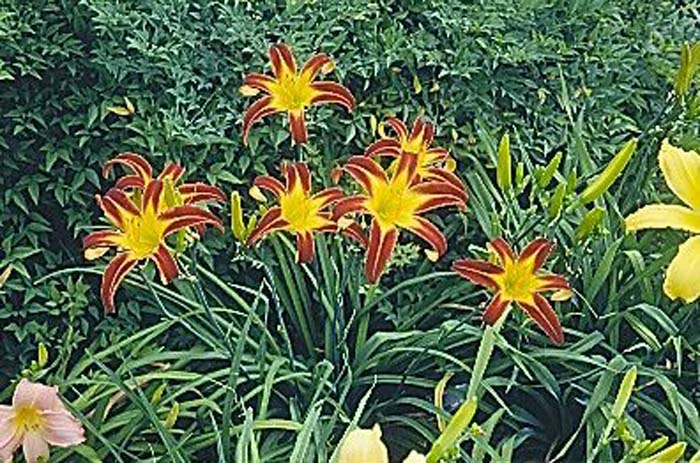 Hemerocallis 'Marse Connell'