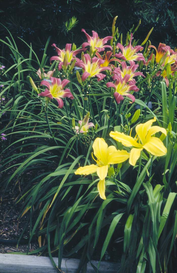 Plant photo of: Hemerocallis 'Marse Connell'