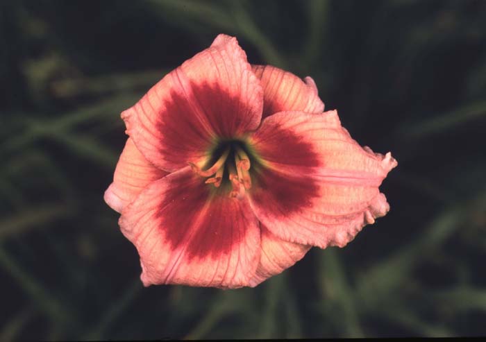 Hemerocallis 'Master Magician'