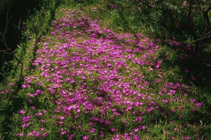 Plant photo of: Lampranthus spectabilis 'Rose'