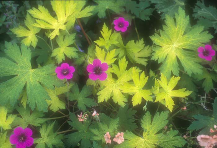 Pelargonium 'Anne Folkard'