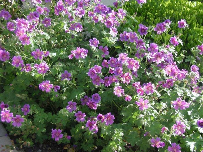 Pelargonium 'Magnificum'