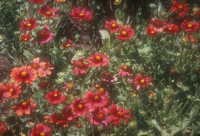 Gaillardia grandiflora 'Burgundy'