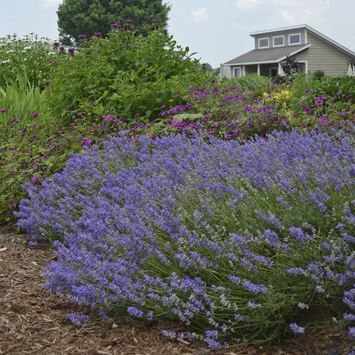 Plant photo of: Lavandula angustifolia 'Blue Cushion'