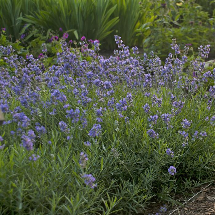 Plant photo of: Lavandula angustifolia 'Blue Cushion'