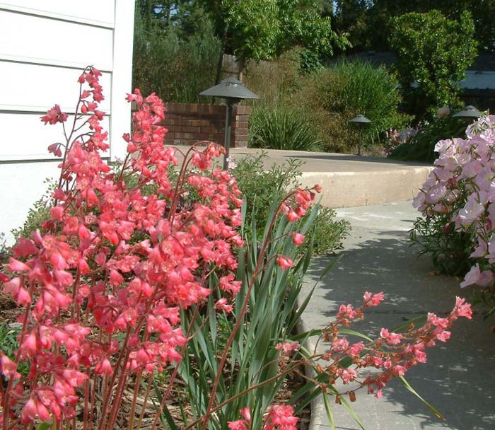 Heuchera 'Spangles'