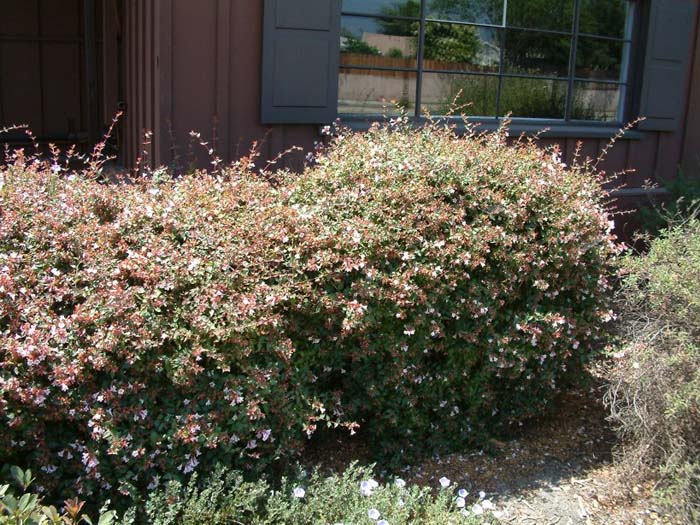 Plant photo of: Abelia grandiflora 'Edward Goucher'