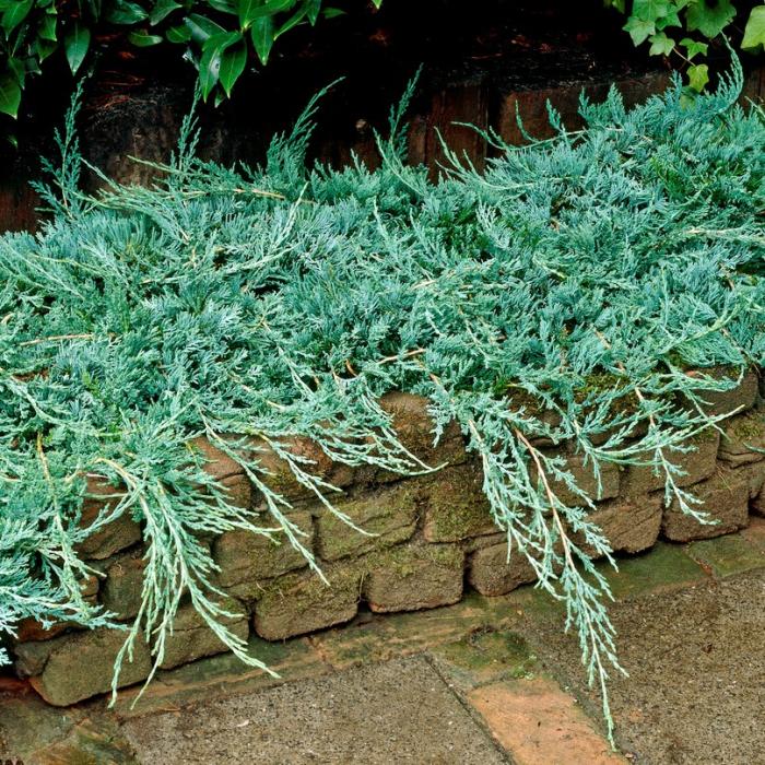 Juniperus horizontalis 'Wiltonii'