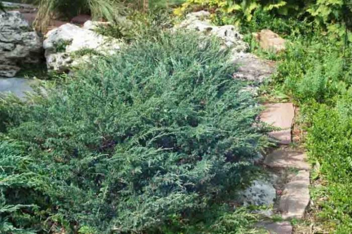 Plant photo of: Juniperus horizontalis 'Wiltonii'