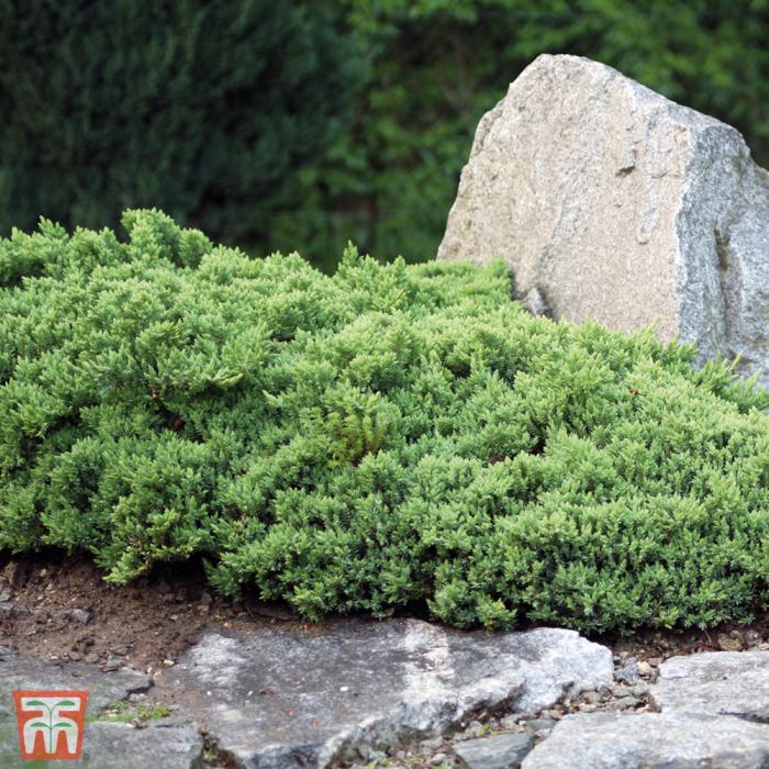 Plant photo of: Juniperus horizontalis 'Wiltonii'
