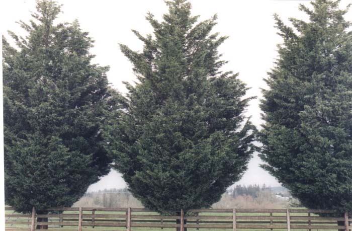 Plant photo of: Cupressocyparis leylandii