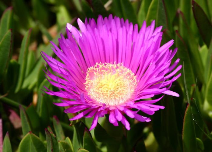 Carpobrotus chilensis