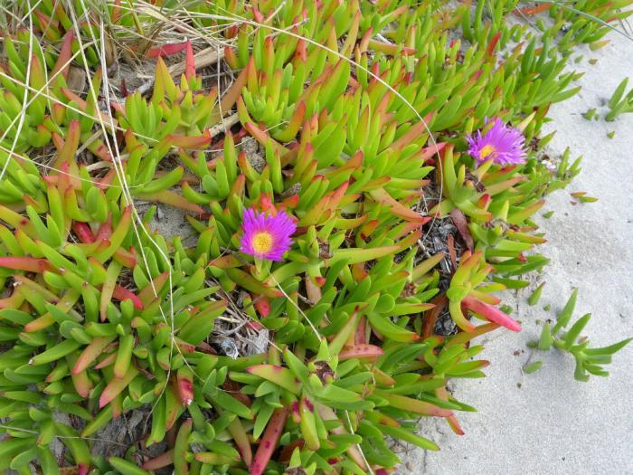 Plant photo of: Carpobrotus chilensis