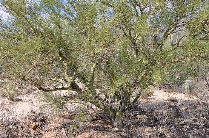 Parkinsonia microphyllum