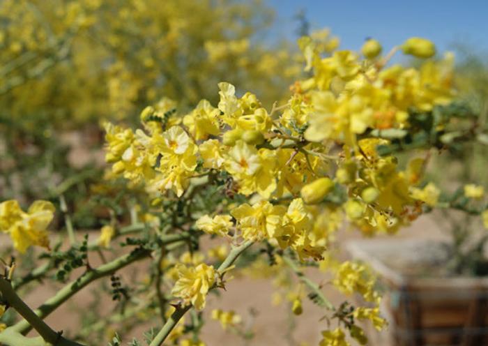 Plant photo of: Parkinsonia microphyllum