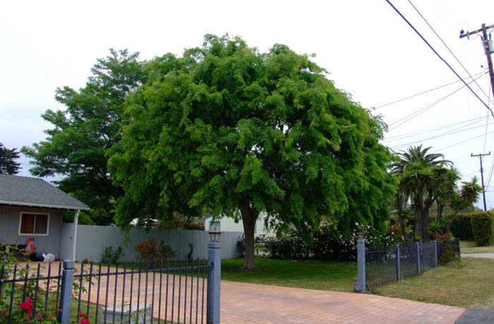 Plant photo of: Ulmus parvifolia