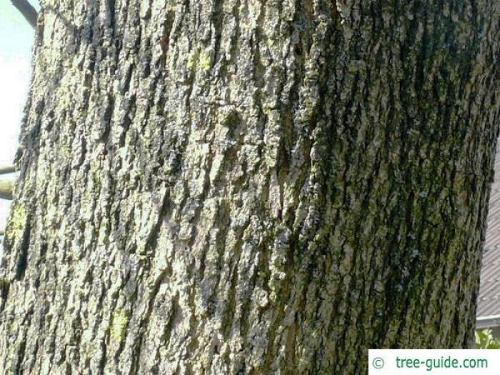 Plant photo of: Fraxinus velutina