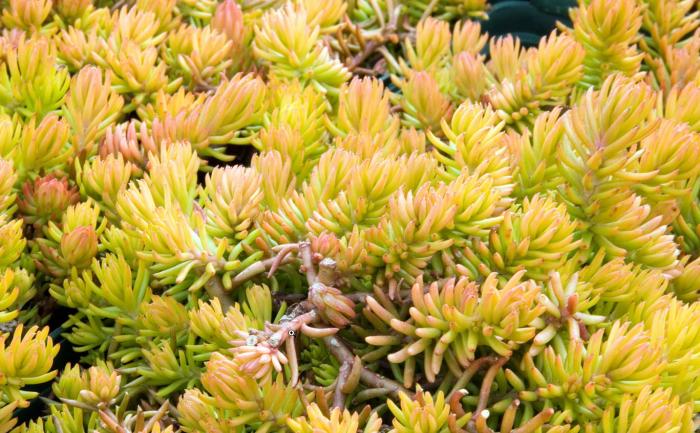 Plant photo of: Sedum rupestre 'Angelina'