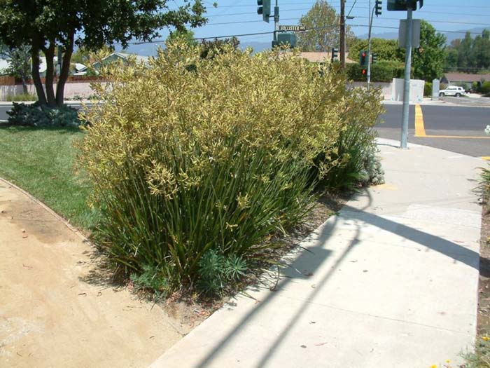 Plant photo of: Anigozanthos flavidus