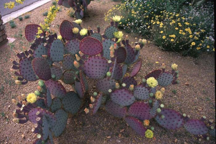 Opuntia violacea santa-rita