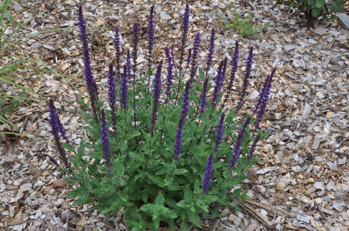 Plant photo of: Salvia buchananii