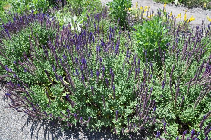 Plant photo of: Salvia buchananii