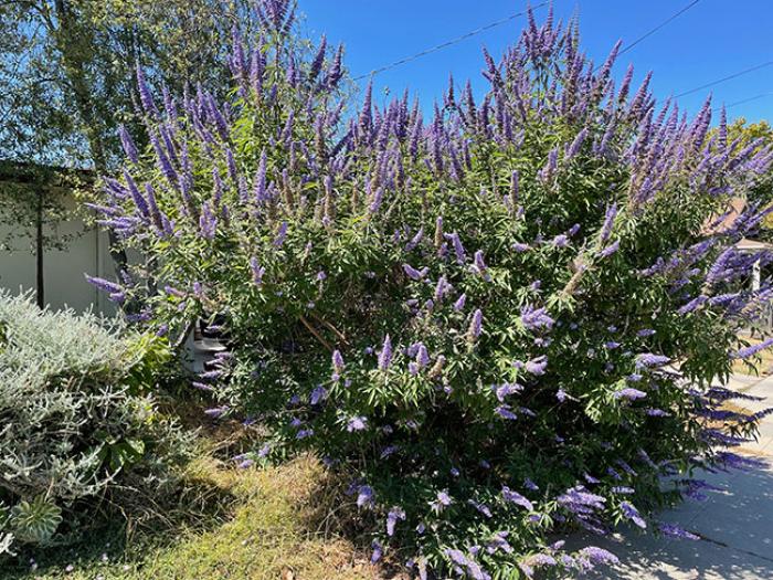 Vitex agnus-castus