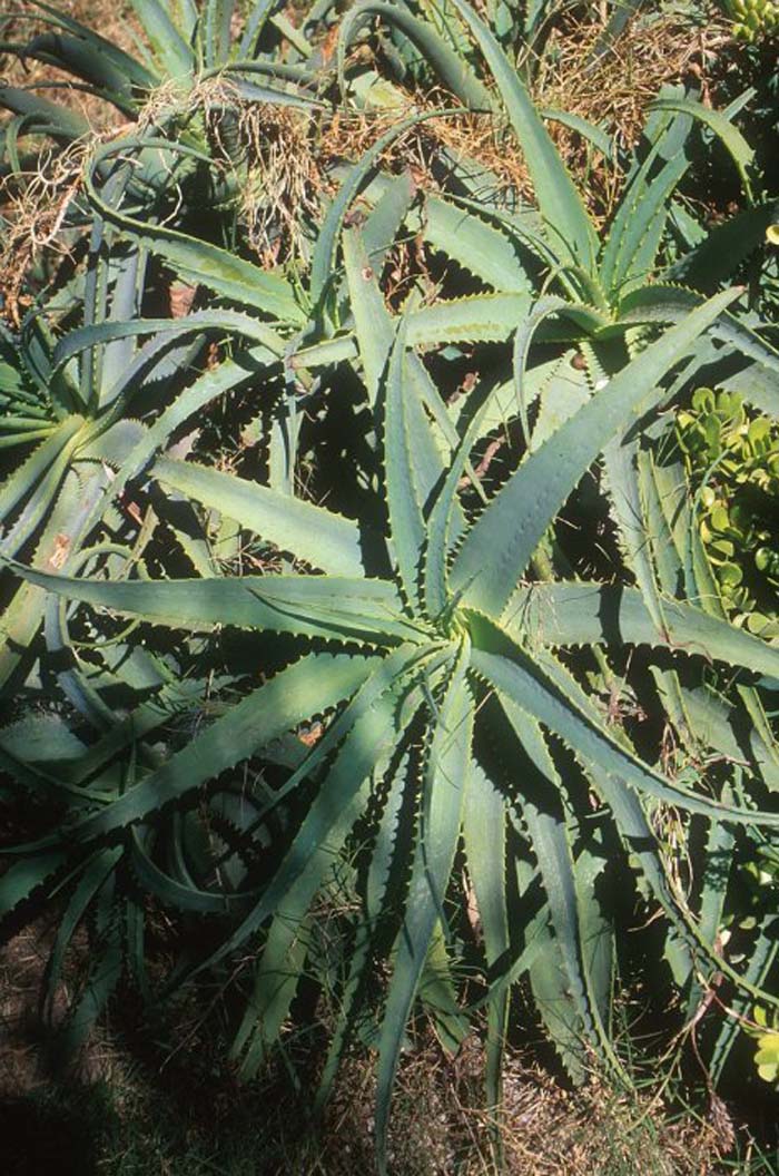 Aloe vera