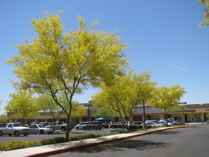 Plant photo of: Parkinsonia 'Desert Museum'