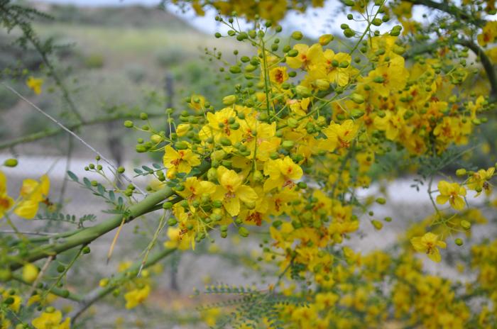 Plant photo of: Parkinsonia 'Desert Museum'