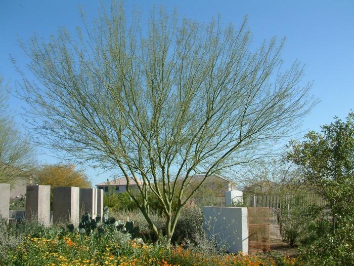 Plant photo of: Parkinsonia 'Desert Museum'