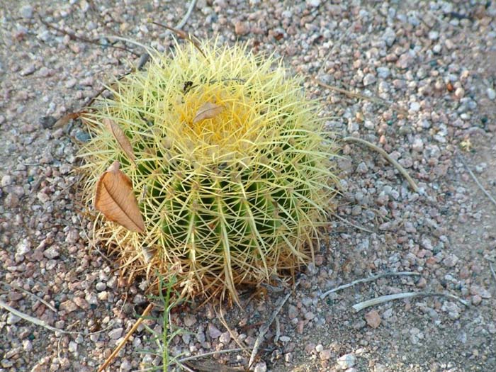 Plant photo of: Echinocactus grusonii