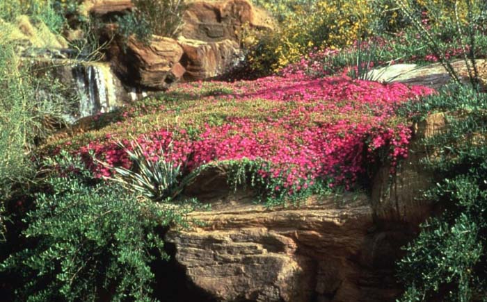 Drosanthemum speciosum