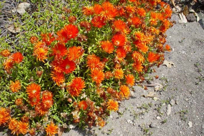 Plant photo of: Drosanthemum speciosum