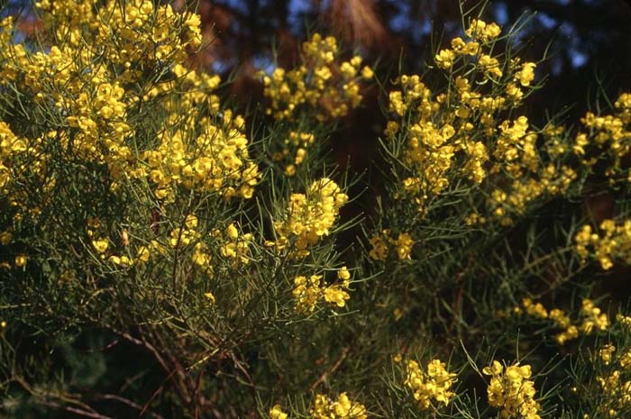 Cassia nemophila