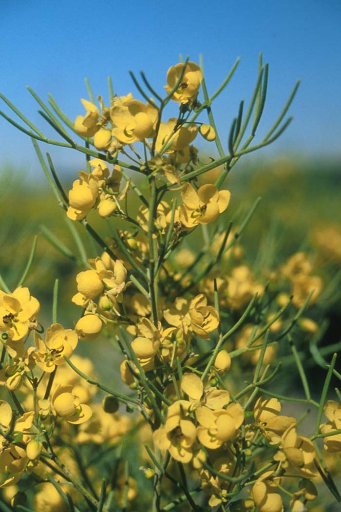 Plant photo of: Cassia nemophila