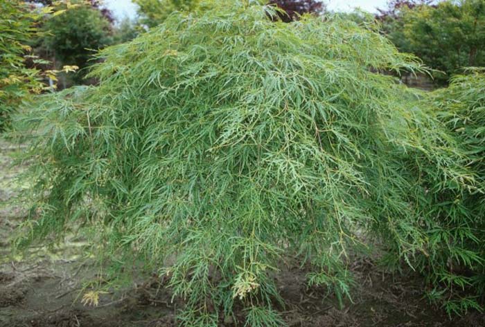 Acer palmatum 'Dissectum Viridis'