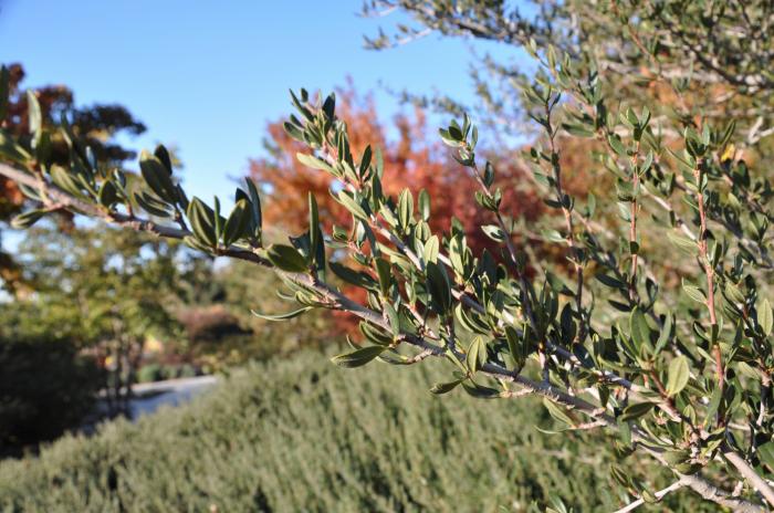 Plant photo of: Cercocarpus ledifolius
