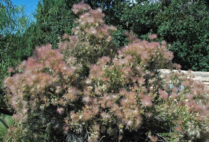 Plant photo of: Fallugia paradoxa