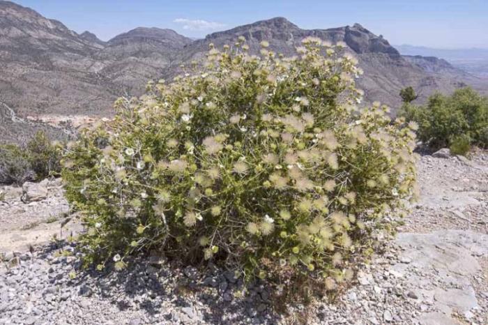 Plant photo of: Fallugia paradoxa