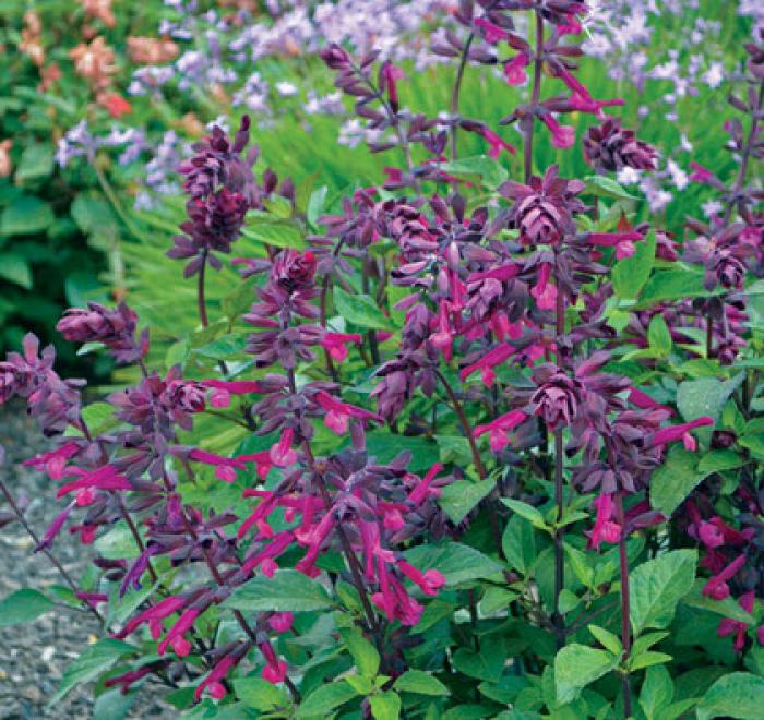 Salvia 'Love and Wishes'