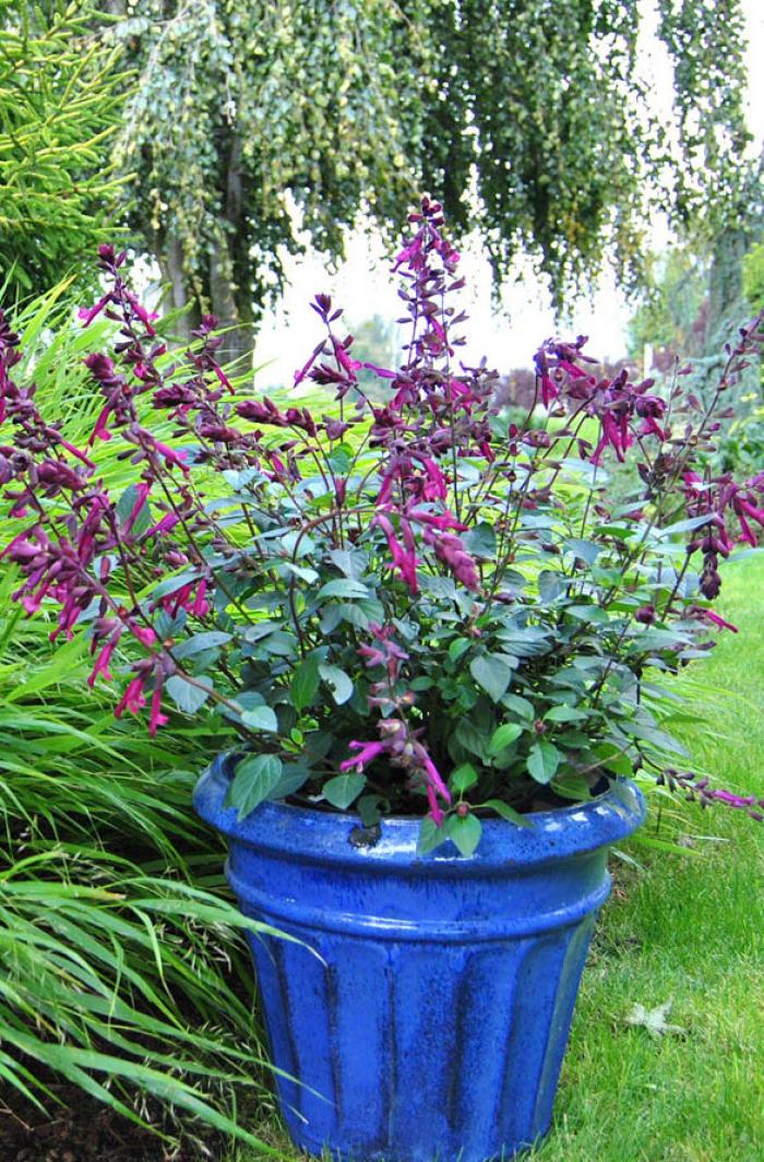 Plant photo of: Salvia 'Love and Wishes'