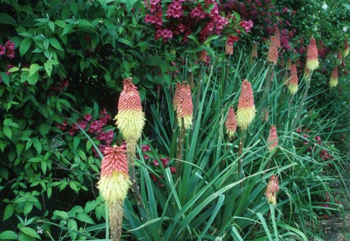 Kniphofia hybrids