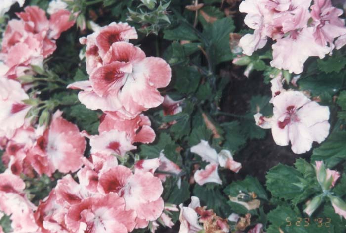 Pelargonium domesticum