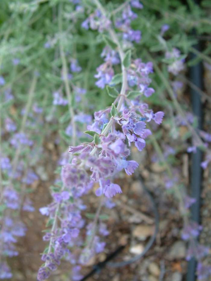 Plant photo of: Nepeta X faassenii