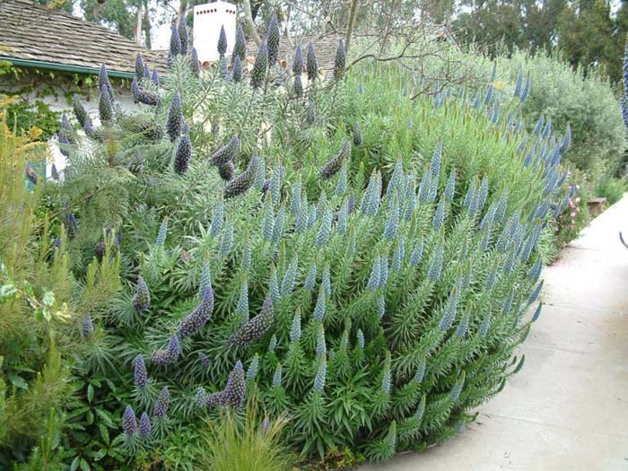 Echium fastuosum