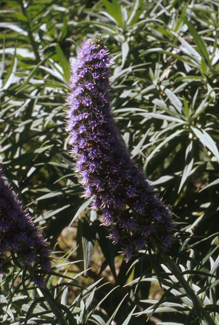 Plant photo of: Echium fastuosum